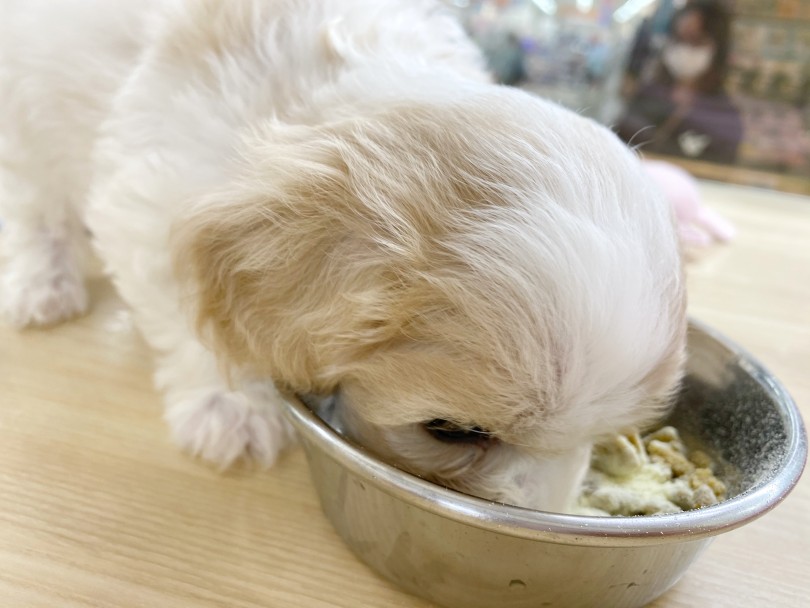 夜ごはん | MIX犬 キャバション （413015） - さいたま 武蔵浦和店