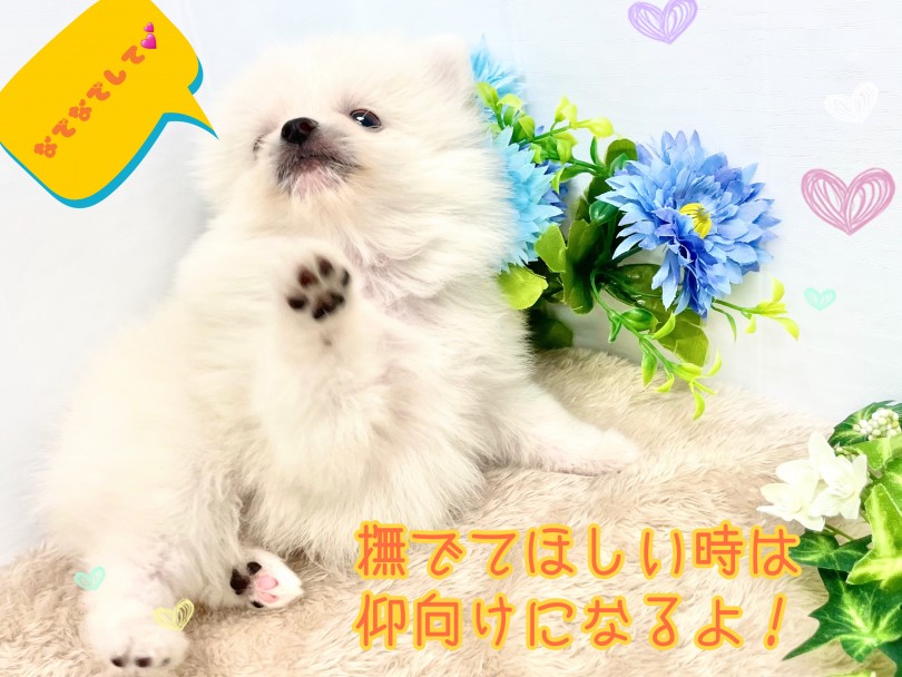 性格は人懐っこくマイペース | ポメラニアン （150191） - 東川口店