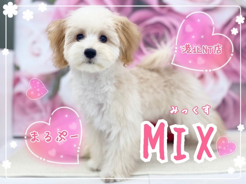 【 ミックス 】トレーニングも楽しく学習してるマルプーちゃんレビュー第2弾！