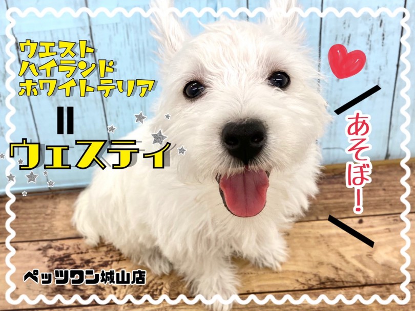 【 ウェストハイランドホワイトテリア 】絡まりづらく抜けづらい毛のテリア登場！