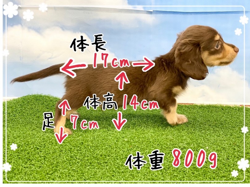 現在の体重は800g、体長17㎝、体高14㎝ | ミニチュア・ダックスフント （312015） - 港北ニュータウン店