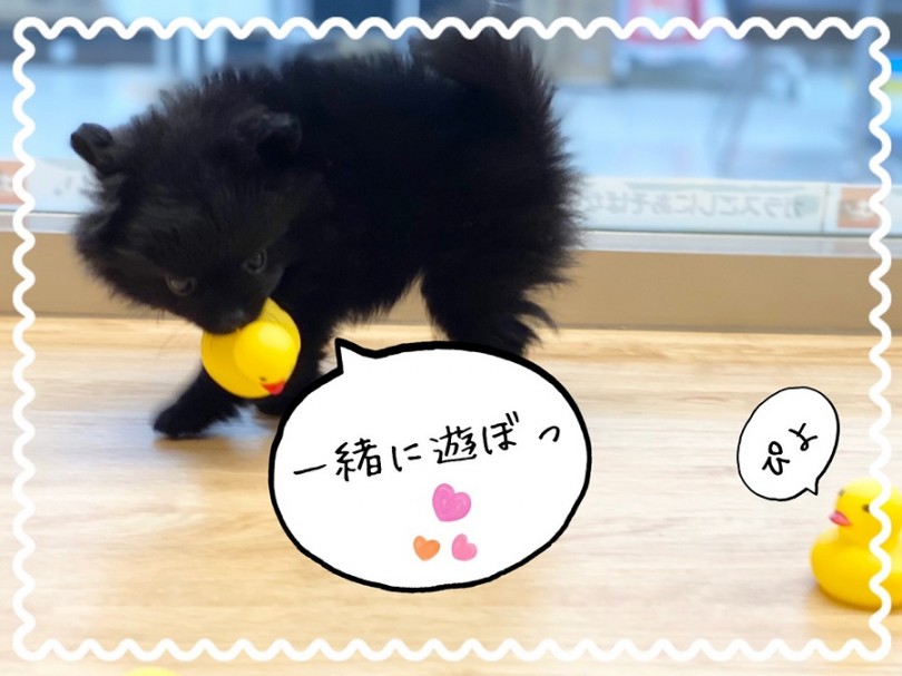 遊びも寝るのも真剣 | ポメラニアン （312020） - 港北ニュータウン店