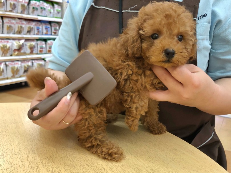トイプーくんはお手入れトレーニングも順調！ | トイ・プードル （116571） - 下丸子店