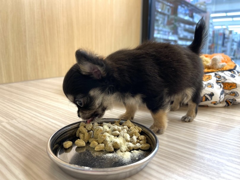 こんなに小さいのに食欲旺盛！！ | チワワ （814686） - 大和 相模大塚店