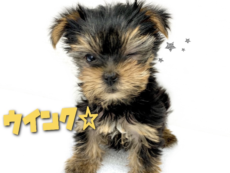 ヨーキーちゃんが少しでも気になる！と思った方はぜひ！お問い合わせください | ヨークシャーテリア （130327） - 高井戸店