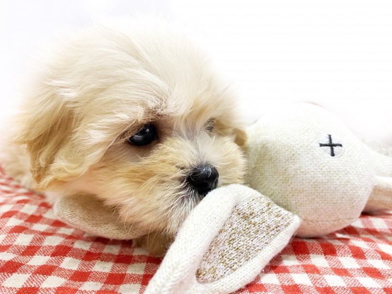 段々と撮影にも慣れてきたのでうさぎのおもちゃをプレゼント！ | MIX犬 シープー （11837） - 横浜 白楽店
