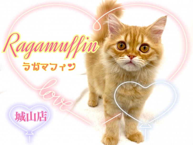 【 ラガマフィン 】人懐っこくて家族愛の強いスーパーキャット