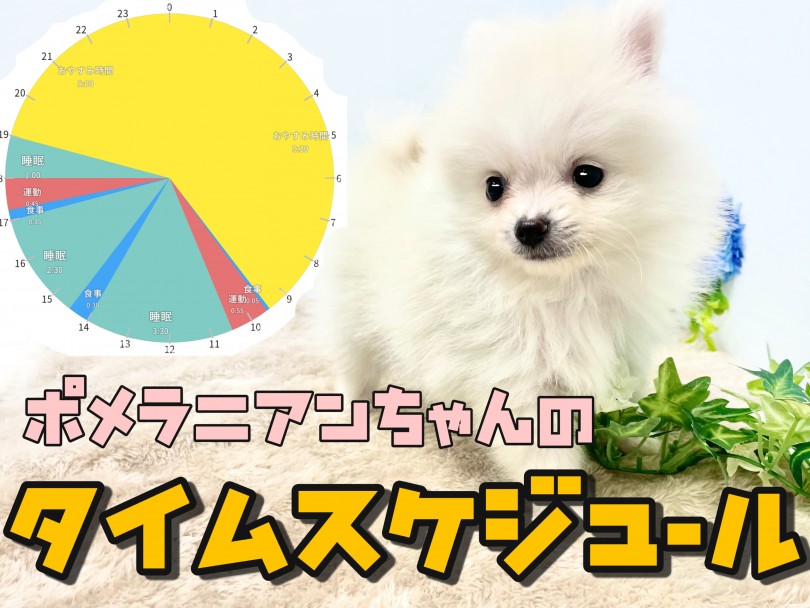 昼間お家に居れない方でもお迎えすることが出来ます | ポメラニアン （150191） - 東川口店