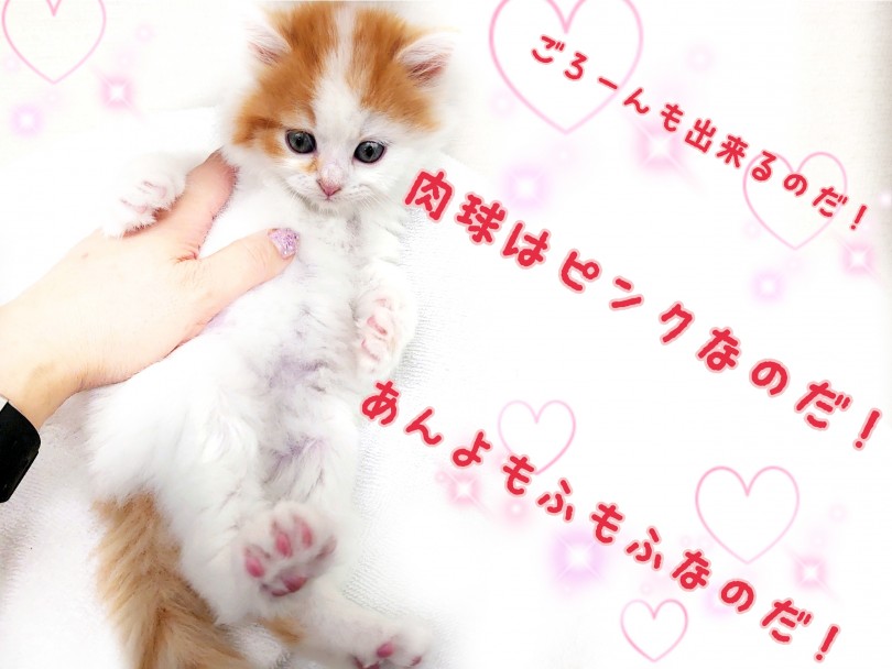 このボリュームたっぷりな被毛のおかげでサイベリアンちゃんはまんまるのふっかふか！ | サイベリアン （130324） - 高井戸店