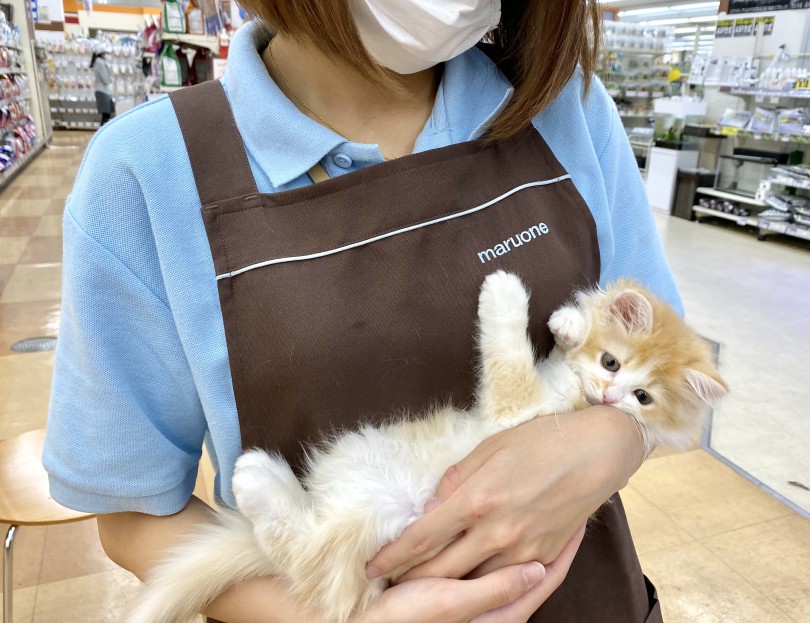 ラガマフィンちゃんを迎えるにあたって必要な物 | ラガマフィン （116564） - 下丸子店