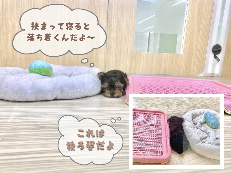 大切な睡眠時間はぎゅっと挟まって寝ます！！ | ヨークシャーテリア （130327） - 高井戸店