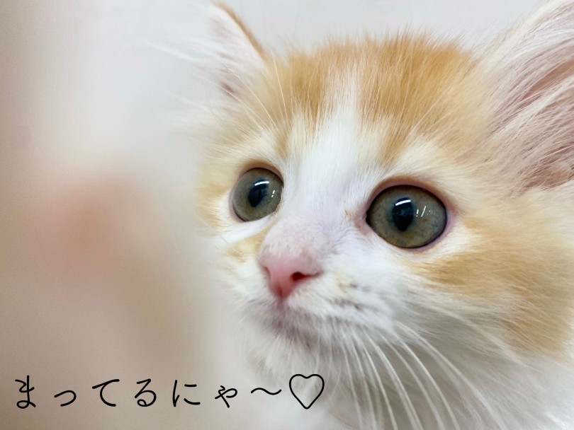 下丸子店にて可愛さを実感しに来てくださいね！ | ラガマフィン （116564） - 下丸子店