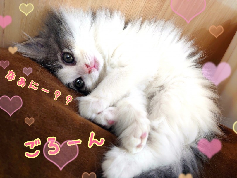 さすが大型猫種！むくむくのふわふわ！ | ノルウェージャンフォレストキャット （130322） - 高井戸店