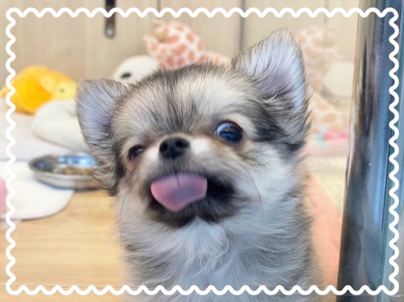 マルワンがすぐ近くで見守り、一緒に育てるサポートをしていきますのでご安心ください。 | チワワ （312019） - 港北ニュータウン店