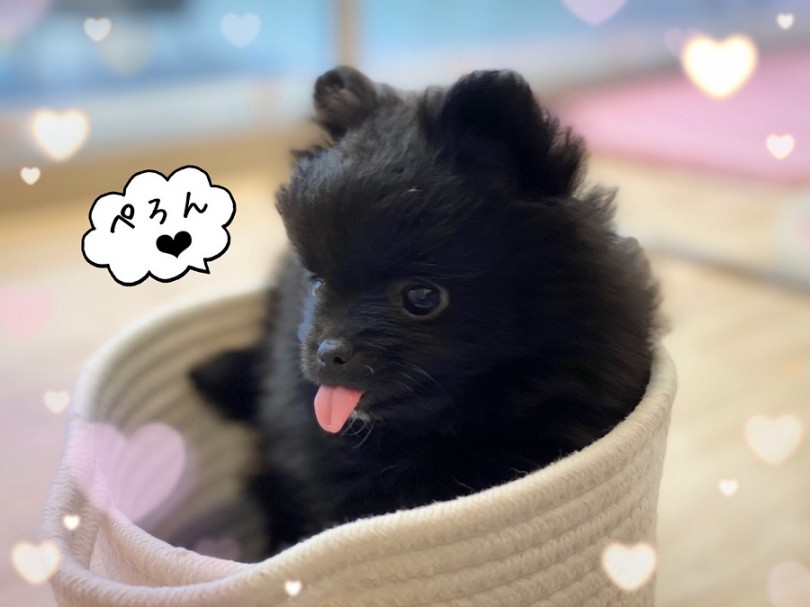 ポメちゃんとの生活を始めませんか？ | ポメラニアン （312020） - 港北ニュータウン店