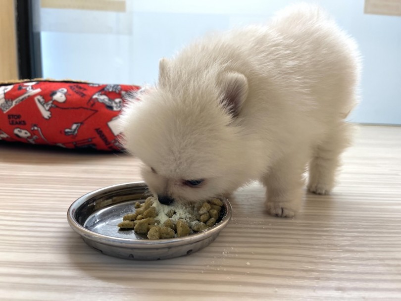 緊張してるかな～と思いきやご飯にダイブ(笑) | ポメラニアン （814683） - 大和 相模大塚店