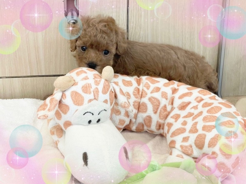 人懐こい性格と、抜け毛や体臭が少ないところも人気の犬種 | トイ・プードル （312023） - 港北ニュータウン店