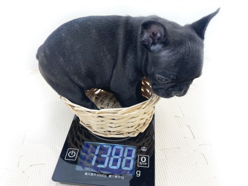 生後50日時点の体重は1388g | フレンチブルドッグ （814682） - 大和 相模大塚店