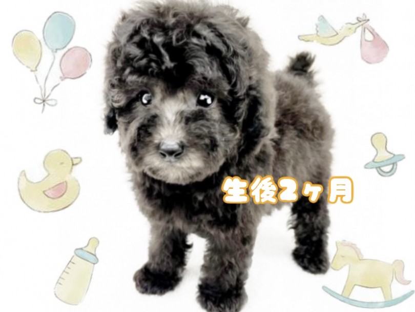 実はとってもレアカラー！！ | トイ・プードル （130314） - 高井戸店