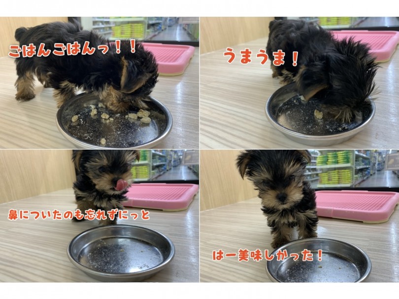環境慣れはお任せあれ！ | ヨークシャーテリア （130327） - 高井戸店