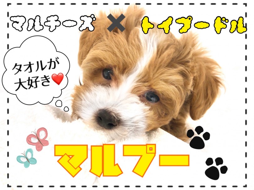 【 MIX 】マルチーズ×トイプードル＝大人気MIX犬マルプー