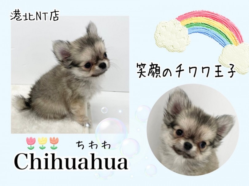 【 チワワ 】小さめレッド！いつもご機嫌笑顔のチワワ王子