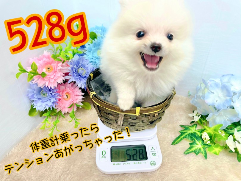 ショートバックにとても似合う小柄な体格 | ポメラニアン （150191） - 東川口店