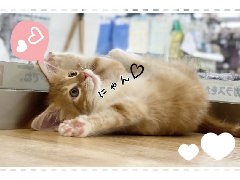 犬のような猫さん | メインクーン （312017） - 港北ニュータウン店
