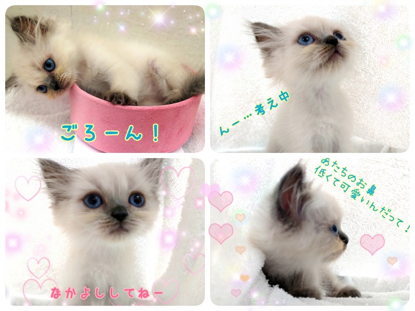 ヒマラヤンちゃんとまったり時間をお楽しみにください！ | ヒマラヤン （130331） - 高井戸店