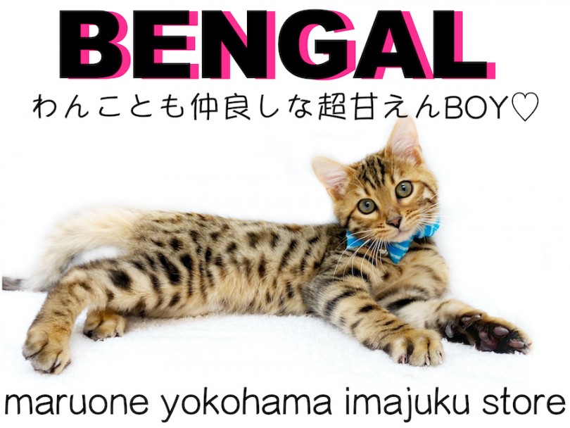 【 ベンガル 】初心者必見！ワンコ大好きヒョウ柄甘えんBOY！多頭ポイント解説！