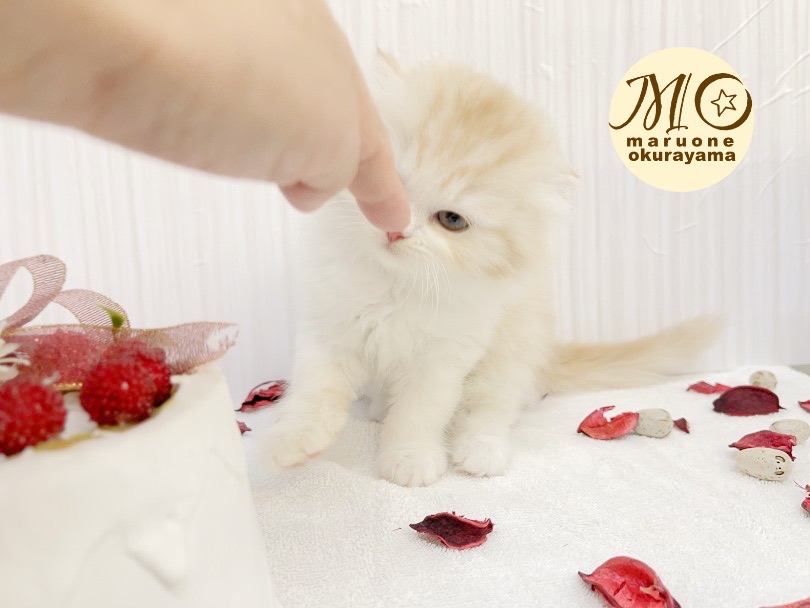 猫流挨拶法とは・・・ | スコティッシュフォールド （6131034） - 横浜 大倉山店