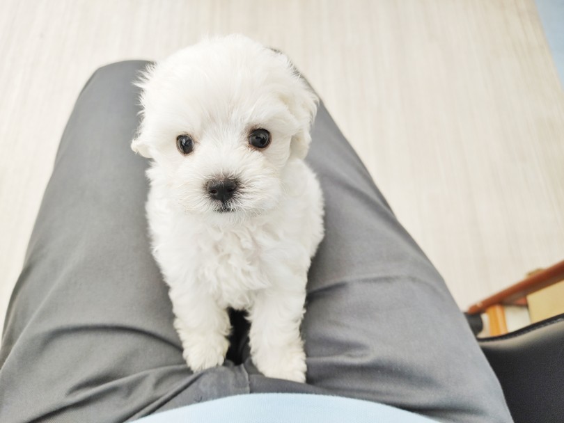 人懐っこくて誰からも愛される性格は初めて飼う方にオススメ | MIX犬 マルプー （512727） - 本羽田店