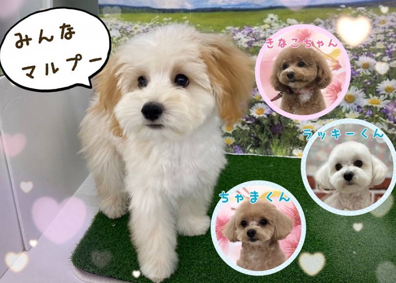 マルプーちゃんでも個性がいっぱい | MIX犬 マルプー （311999） - 港北ニュータウン店