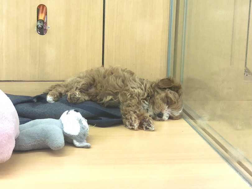 遊び疲れて寝てしまいましたね(笑) | MIX犬 マルプー （118561） - 城山店