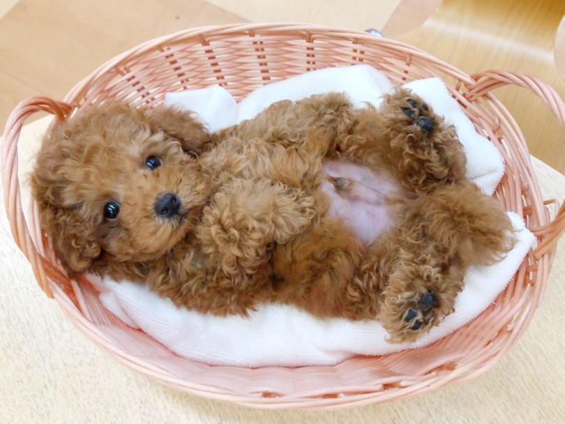 仰向けが大好きなトイプーくん | トイ・プードル （116571） - 下丸子店
