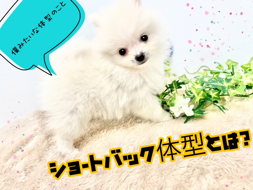 ショートバック体型とは？胴が短いポメラニアンちゃん | ポメラニアン （150191） - 東川口店