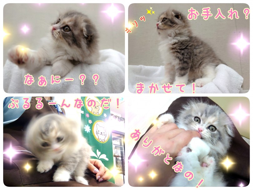 お手入れもちゃんと出来ます！ | スコテッシュフォールド （130325） - 高井戸店