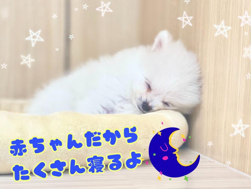人懐っこさもありますが、何よりとってもマイペース！ | ポメラニアン （150191） - 東川口店