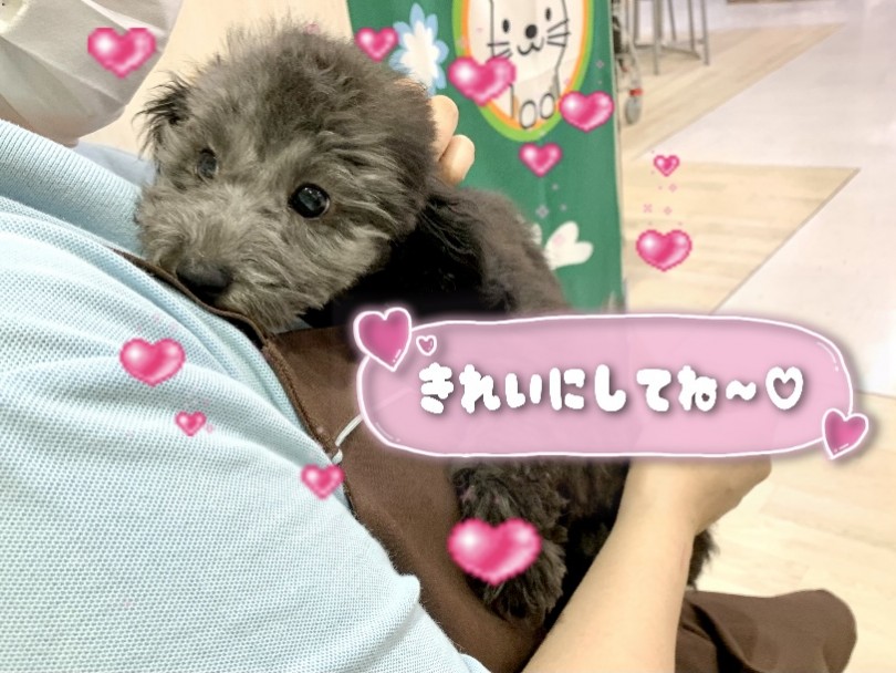 お手入れはスムーズにできます！ | トイ・プードル （130314） - 高井戸店