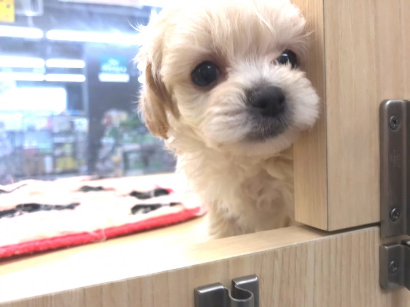 マルワンの中で今最も人気な犬種 | MIX犬 マルプー （119287） - 梅島店