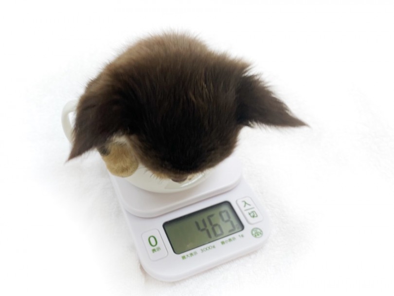 成犬時の予想体重は1.8~2.4kg | チワワ （120396） - 横浜 今宿店