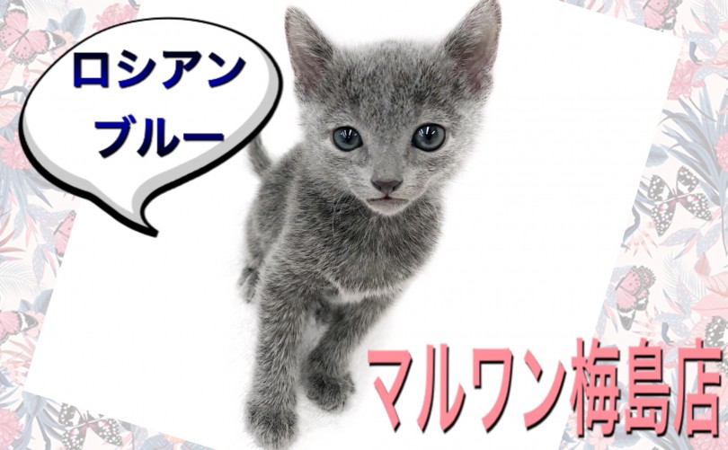 【 ロシアンブルー 】ワンコ好きにもオススメしたい！犬のような性格のネコ！