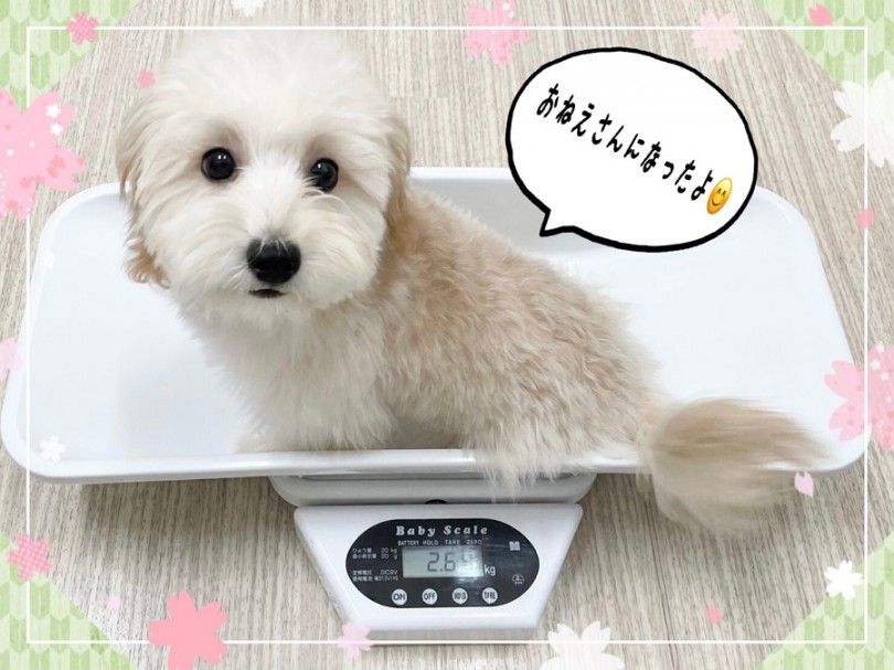 生後5ヶ月になりました！ | MIX犬 マルプー （311999） - 港北ニュータウン店