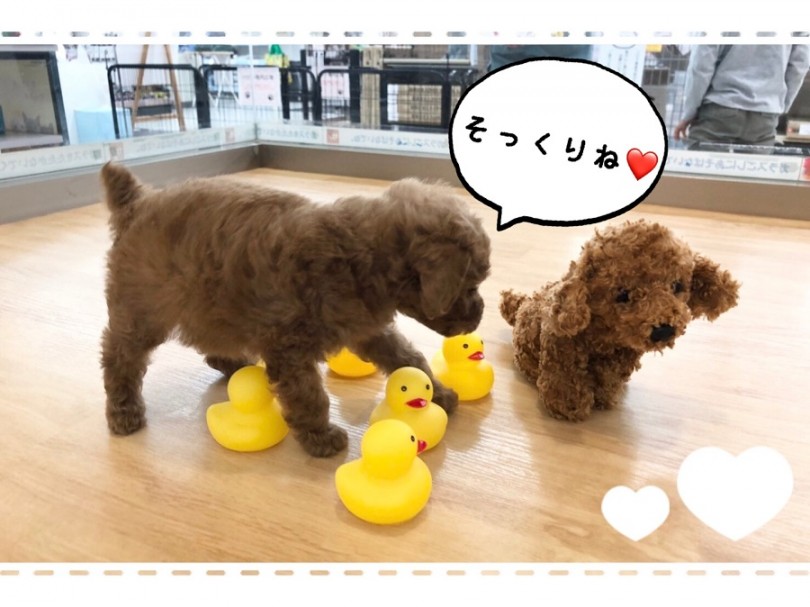 深みのあるアプリコットカラーが美しい！ | トイ・プードル （312023） - 港北ニュータウン店