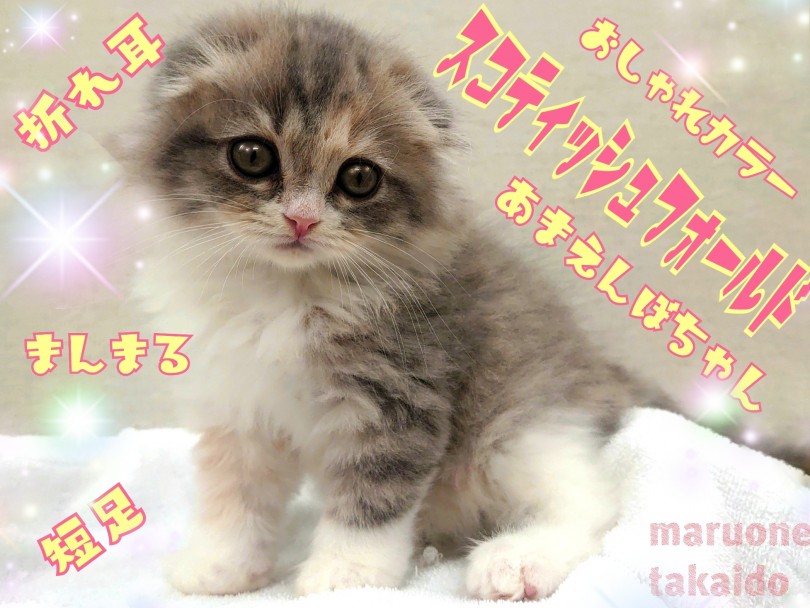 【 スコテッシュフォールド 】折れ耳！丸顔！甘えんぼ！王道の美形スコちゃん登場！