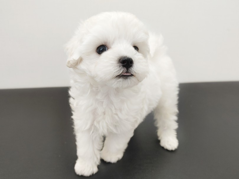 実はレアなホワイトマルプー♪お鼻が短いトイプードルをお探しの方にもオススメなんです！ | MIX犬 マルプー （512727） - 本羽田店