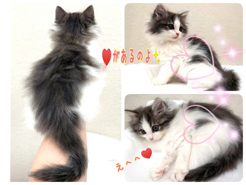 ノルちゃんのカラーはブルーマッカレルタビー＆ホワイト | ノルウェージャンフォレストキャット （130322） - 高井戸店