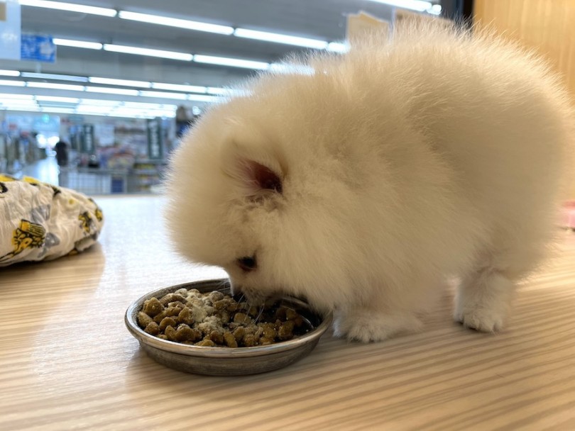 入店後、初めてのご飯タイム | ポメラニアン （814687） - 大和 相模大塚店