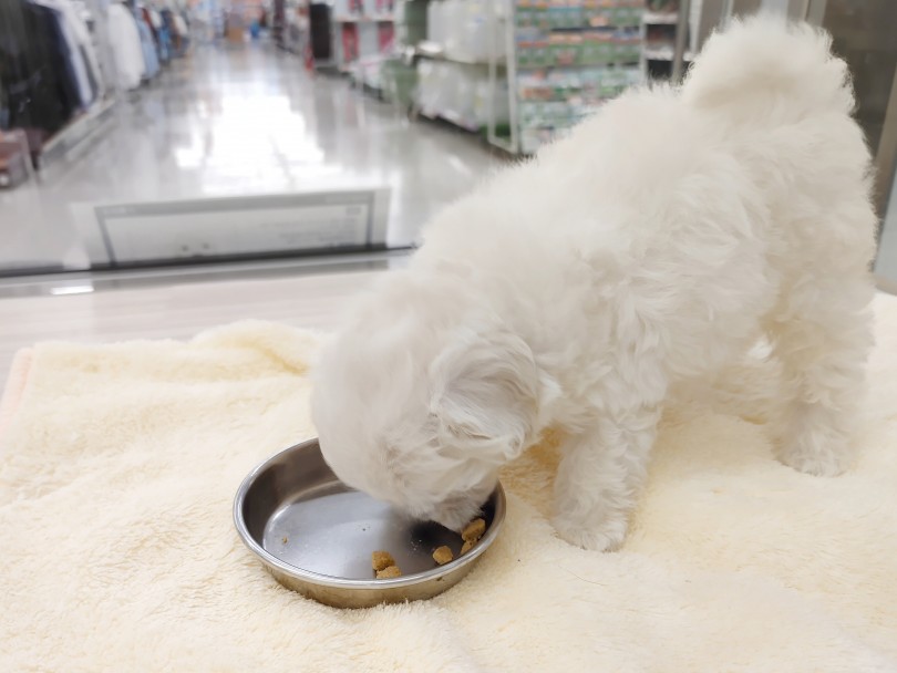 健康状態も良好！食欲もバッチリなので安心して家族に迎える事が出来ます♪ | MIX犬 マルプー （512727） - 本羽田店