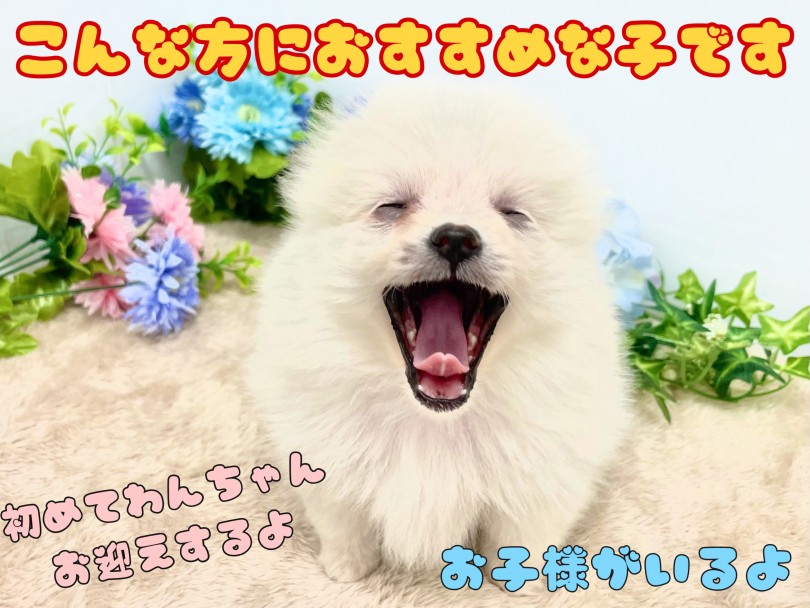 初めてワンちゃんをお迎えする方にオススメ！ | ポメラニアン （150191） - 東川口店